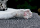 Mulher grita com gato, é agredida e ameaçada de morte por vizinhos em Barra do Garças