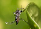 Brasil registra mais de 920 mil casos prováveis de dengue e 184 mortes em 2024