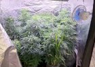 PM fecha estufa clandestina de maconha e prende homem por cultivo e tráfico em MT