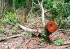Mato Grosso reduz desmatamento em 43%, mas segue entre os que mais derrubam florestas no país