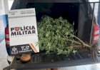 Mulher é detida pela PM por cultivo de planta de maconha em residência no Bairro Bela Vista, em Canarana