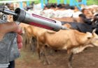 Indea realiza reunião urgente com produtores após confirmação de foco de raiva no PA Santo Idelfonso