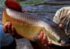 Ibama declara pirarucu espécie invasora e libera abate do peixe fora da Bacia Amazônica