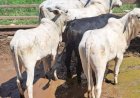 Polícia Civil prende suspeito e recupera 29 cabeças de gado furtadas de propriedade na zona rural de Araguaiana