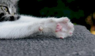 Mulher grita com gato, é agredida e ameaçada de morte por vizinhos em Barra do Garças