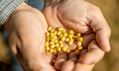 Sicredi atualiza projeções para a safra de soja e milho em Sondagem