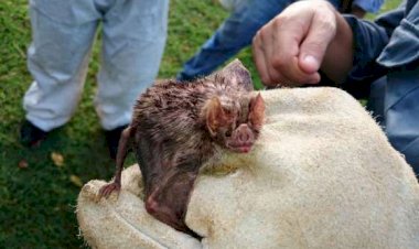 Variante da Covid-19 é encontrada em morcegos pela 1ª vez no Pantanal de MT