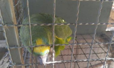 Ibama apreende aves silvestres sem origem legal em cidades do Araguaia