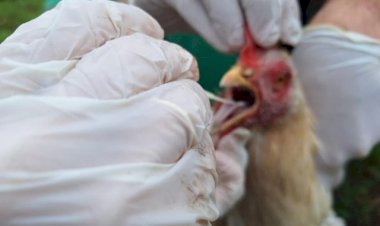 Indea adota medidas para conter circulação de gripe aviária em Campinápolis