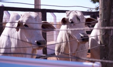 Sindicato Rural de Campinápolis realiza 4ª Feira Pró-Genética