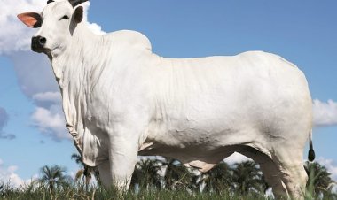 Vaca Nelore Donna bate recorde mundial e é valorizada em R$ 54 milhões