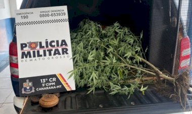 Mulher é detida pela PM por cultivo de planta de maconha em residência no Bairro Bela Vista, em Canarana