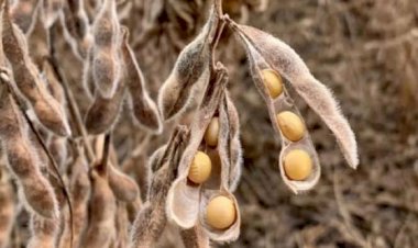 Chuvas intensas desafiam colheita da soja em Mato Grosso na safra 2026