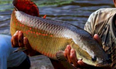 Ibama declara pirarucu espécie invasora e libera abate do peixe fora da Bacia Amazônica