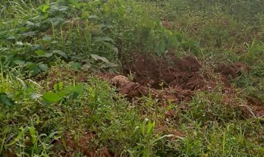 Cadáver humano é encontrado em região de mata em General Carneiro