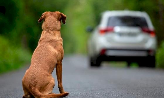 Projeto aprovado em comissões suspende CNH de quem abandonar animal