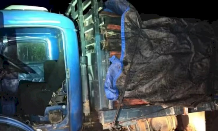 Caminhoneiro é preso por transportar carga ilegal de pau-brasil na região do Araguaia