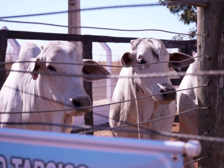 Sindicato Rural de Campinápolis realiza 4ª Feira Pró-Genética