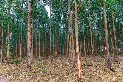 Mato Grosso vai investir R$ 2,8 milhões em pesquisas de manejo e conservação de florestas