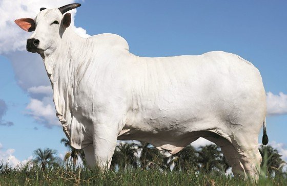Vaca Nelore Donna bate recorde mundial e é valorizada em R$ 54 milhões
