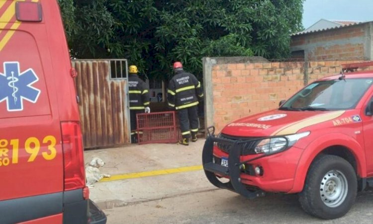 Onça-parda é resgatada por bombeiros em lavanderia de residência em Nova Xavantina