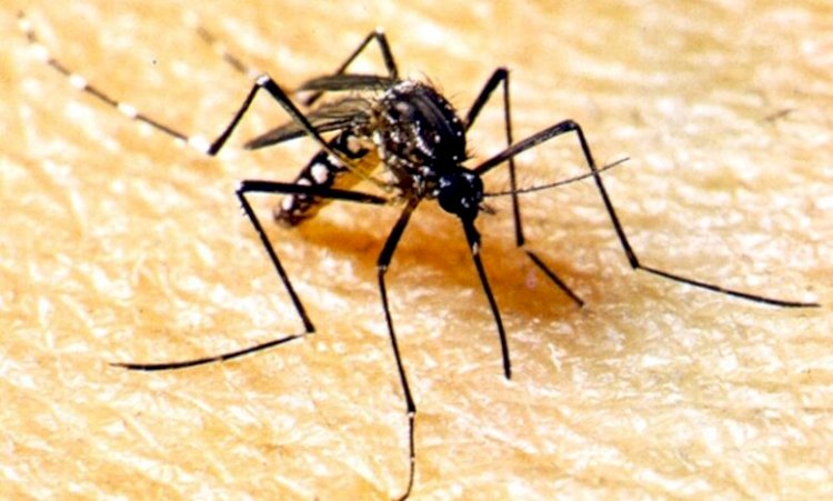 Mato Grosso registra a 1ª morte por chikungunya no Brasil em 2026